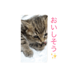 ネコちゃん(♂)と時々ワンちゃん(♀)（個別スタンプ：6）