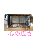 ネコちゃん(♂)と時々ワンちゃん(♀)（個別スタンプ：9）