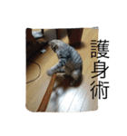 ネコちゃん(♂)と時々ワンちゃん(♀)（個別スタンプ：13）