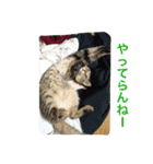 ネコちゃん(♂)と時々ワンちゃん(♀)（個別スタンプ：14）