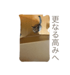 ネコちゃん(♂)と時々ワンちゃん(♀)（個別スタンプ：16）