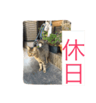 ネコちゃん(♂)と時々ワンちゃん(♀)（個別スタンプ：20）