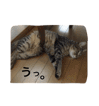 ネコちゃん(♂)と時々ワンちゃん(♀)（個別スタンプ：23）