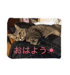 ネコちゃん(♂)と時々ワンちゃん(♀)（個別スタンプ：27）