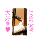 ネコちゃん(♂)と時々ワンちゃん(♀)（個別スタンプ：30）