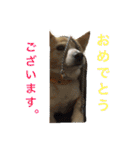 ネコちゃん(♂)と時々ワンちゃん(♀)（個別スタンプ：31）