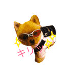 ポメラニアンもけし君スタンプ（個別スタンプ：1）