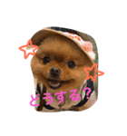 ポメラニアンもけし君スタンプ（個別スタンプ：2）