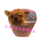 ポメラニアンもけし君スタンプ（個別スタンプ：3）