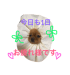 ポメラニアンもけし君スタンプ（個別スタンプ：4）