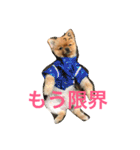 ポメラニアンもけし君スタンプ（個別スタンプ：5）