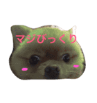 ポメラニアンもけし君スタンプ（個別スタンプ：7）