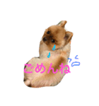 ポメラニアンもけし君スタンプ（個別スタンプ：10）