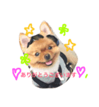 ポメラニアンもけし君スタンプ（個別スタンプ：11）
