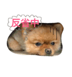 ポメラニアンもけし君スタンプ（個別スタンプ：12）