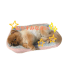 ポメラニアンもけし君スタンプ（個別スタンプ：14）