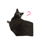 ねこと仲間たち1（個別スタンプ：9）