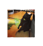 ねこと仲間たち1（個別スタンプ：11）