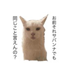 ねこと仲間たち1（個別スタンプ：12）
