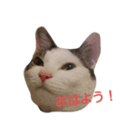 ペリースタンプ（個別スタンプ：2）
