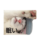 ペリースタンプ（個別スタンプ：8）