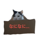 ペリースタンプ2（個別スタンプ：2）