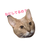 jessy's stamp（個別スタンプ：1）