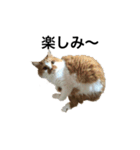 モフモフ茶白ねこのチコゴロ写真スタンプ（個別スタンプ：7）