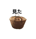 モフモフ茶白ねこのチコゴロ写真スタンプ（個別スタンプ：12）