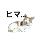 モフモフ茶白ねこのチコゴロ写真スタンプ（個別スタンプ：14）