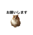 モフモフ茶白ねこのチコゴロ写真スタンプ（個別スタンプ：18）