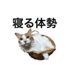 モフモフ茶白ねこのチコゴロ写真スタンプ（個別スタンプ：26）