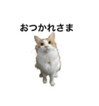 モフモフ茶白ねこのチコゴロ写真スタンプ（個別スタンプ：30）