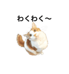 モフモフ茶白ねこのチコゴロ写真スタンプ（個別スタンプ：33）