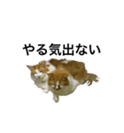 モフモフ茶白ねこのチコゴロ写真スタンプ（個別スタンプ：36）