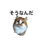 モフモフ茶白ねこのチコゴロ写真スタンプ（個別スタンプ：38）