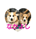 仲良しコーギー（個別スタンプ：2）
