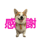 仲良しコーギー（個別スタンプ：3）
