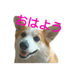 仲良しコーギー（個別スタンプ：8）