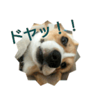 仲良しコーギー（個別スタンプ：15）