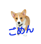 仲良しコーギー（個別スタンプ：17）