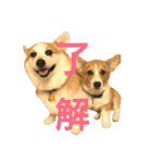 仲良しコーギー（個別スタンプ：21）