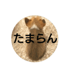 仲良しコーギー（個別スタンプ：22）