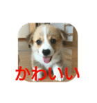 仲良しコーギー（個別スタンプ：25）