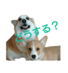 仲良しコーギー（個別スタンプ：26）