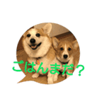 仲良しコーギー（個別スタンプ：29）