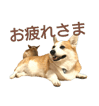 仲良しコーギー（個別スタンプ：33）