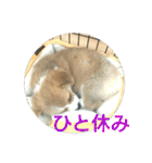 仲良しコーギー（個別スタンプ：34）