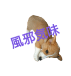 仲良しコーギー（個別スタンプ：35）