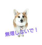 仲良しコーギー（個別スタンプ：36）